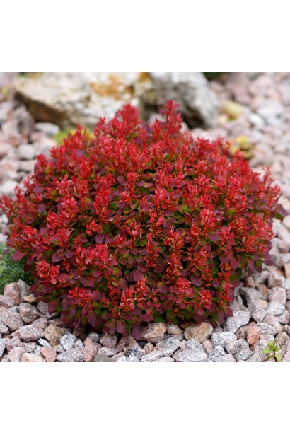 Барбарис Тунберга Лютин Руж / Барбарис Тунберг